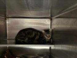 Shelter Stray Male Cat last seen , West Valley Animal Shelter, 20655 Plummer St, Chatsworth, CA 91311, USA