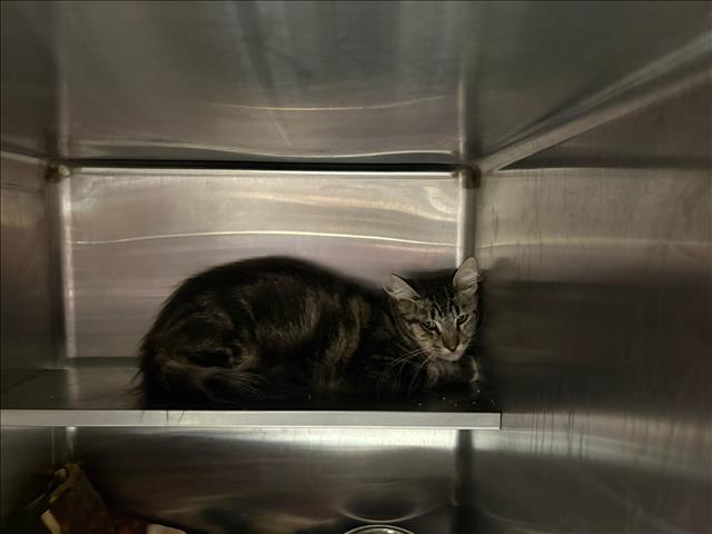 Shelter Stray Male Cat last seen , West Valley Animal Shelter, 20655 Plummer St, Chatsworth, CA 91311, USA