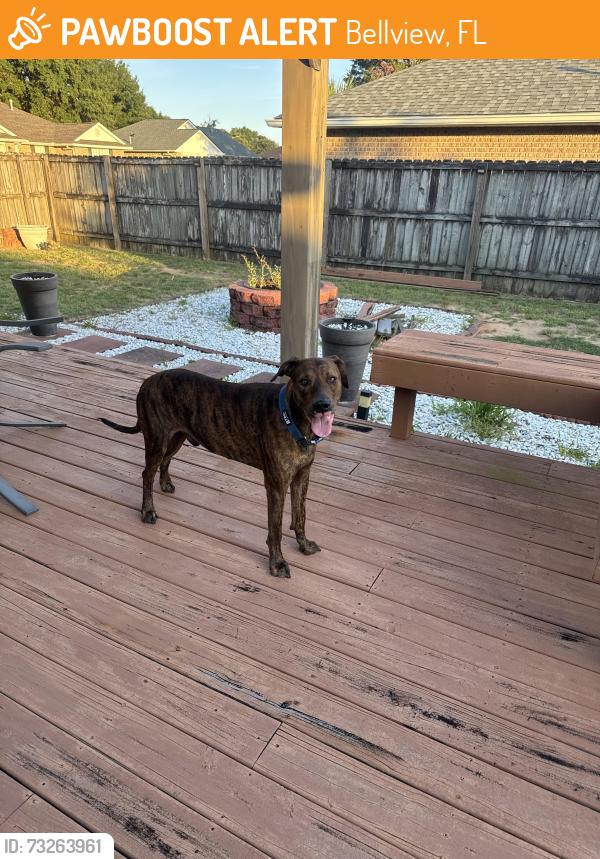 Found/Stray Male Dog last seen Church, Bellview, FL 32526