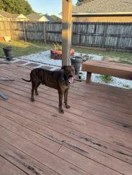 Found/Stray Male Dog last seen Church, Bellview, FL 32526