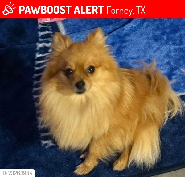 Lost Female Dog last seen Arbodale park, Forney, TX 75126