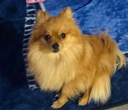 Lost Female Dog last seen Arbodale park, Forney, TX 75126
