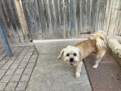 Found/Stray Male Dog last seen Neely ave, Midland, TX 79707