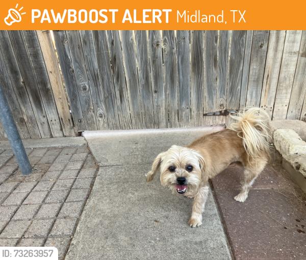 Found/Stray Male Dog last seen Neely ave, Midland, TX 79707