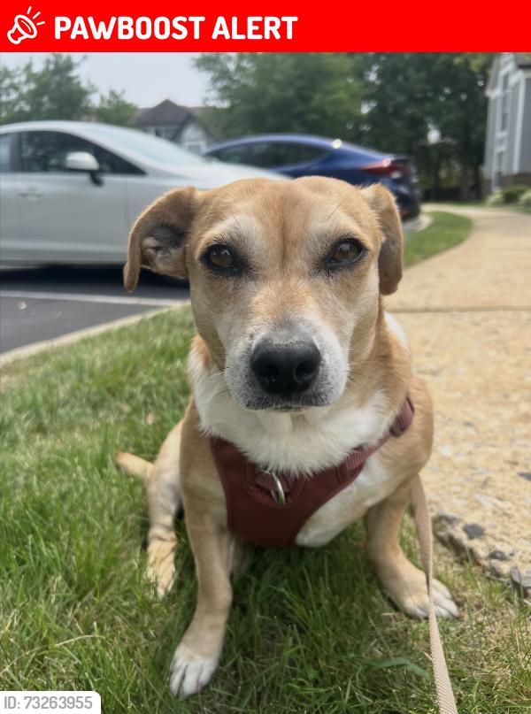 Lost Female Dog last seen Windermere road, Westtown Township, PA 19380