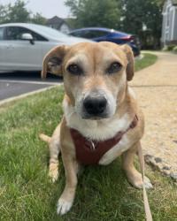 Lost Female Dog last seen Windermere road, Westtown Township, PA 19380
