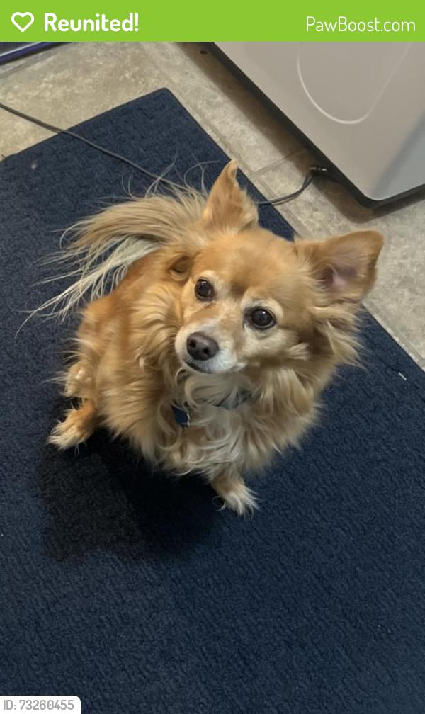 Reunited Female Dog last seen Garrison and Louisiana st, Lakewood, CO 80232