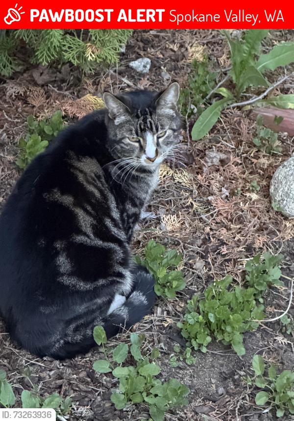 Lost Male Cat last seen Dishman mica and E. 19th, Spokane Valley, WA 99206