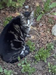 Lost Male Cat last seen Dishman mica and E. 19th, Spokane Valley, WA 99206