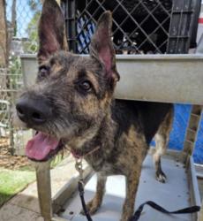 Shelter Stray Female Dog last seen , 1850 W 60th St, Los Angeles, CA 90047, USA