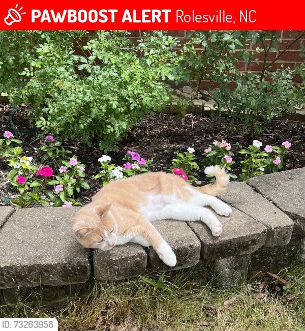 Lost Male Cat last seen Young St and Main St, Rolesville, NC 27571