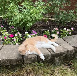 Lost Male Cat last seen Young St and Main St, Rolesville, NC 27571