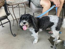 Found/Stray Female Dog last seen Neely ave, Midland, TX 79707