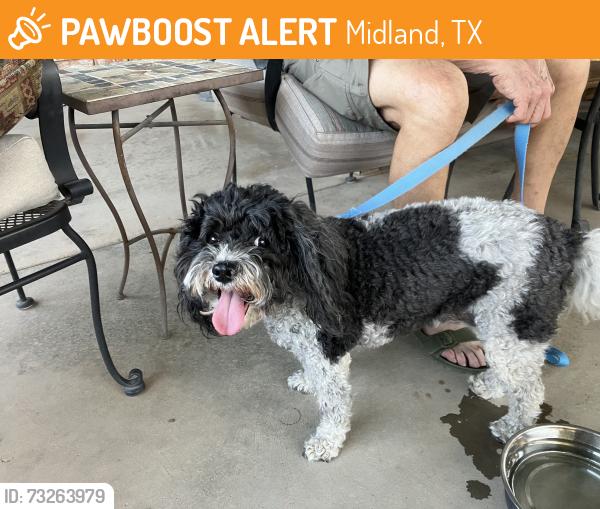 Found/Stray Female Dog last seen Neely ave, Midland, TX 79707