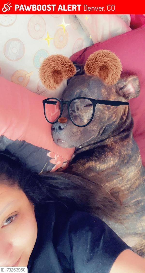 Lost Male Dog last seen Sheridan and perry, Denver, CO 80204