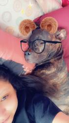 Lost Male Dog last seen Sheridan and perry, Denver, CO 80204