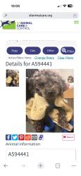 Found/Stray Male Dog last seen 22nd street, San Francisco, CA 94107