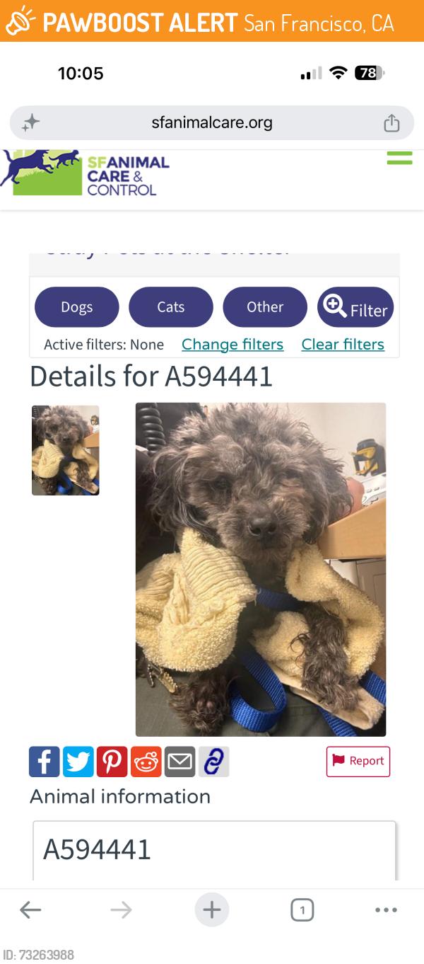 Found/Stray Male Dog last seen 22nd street, San Francisco, CA 94107