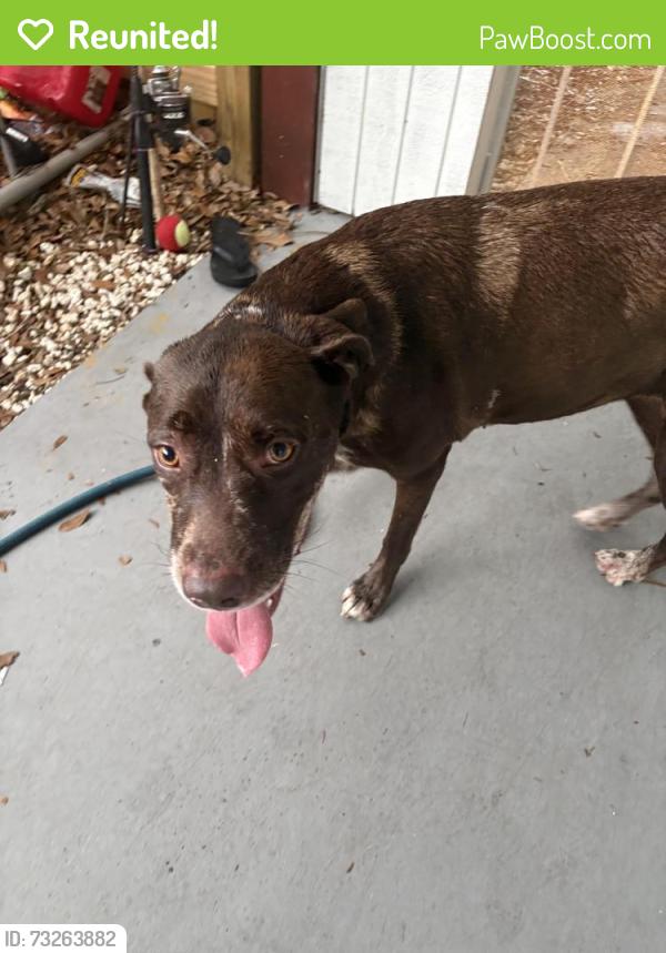 Reunited Female Dog last seen Near Seventh St S Saint Petersburg, FL 33705 United States, St. Petersburg, FL 33705