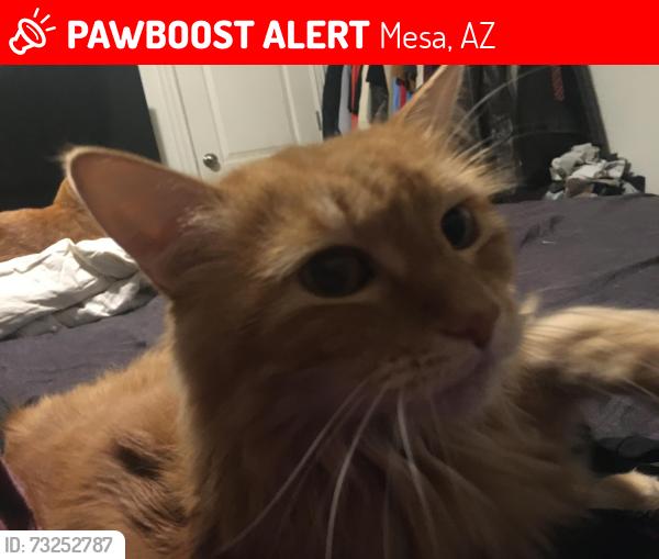 Lost Female Cat last seen Hope and Linsey Mesa az, Mesa, AZ 85213