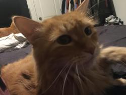 Lost Female Cat last seen Hope and Linsey Mesa az, Mesa, AZ 85213