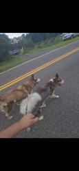 Found/Stray Unknown Dog last seen Peppergrass street by kelp circle, Middleburg, FL 32068
