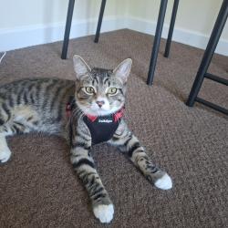 Lost Male Cat last seen Wheatgrass road, Ghost hse lane, Beeston, England NG9 4GP