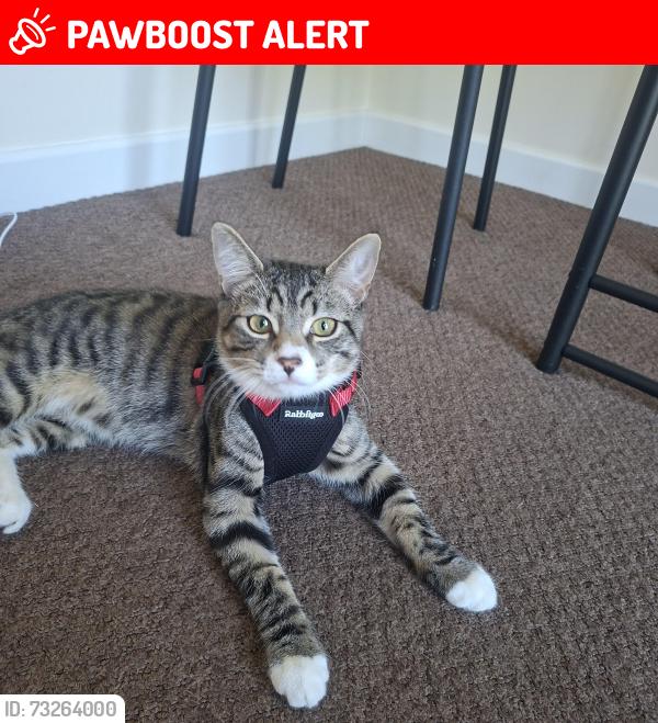 Lost Male Cat last seen Wheatgrass road, Ghost hse lane, Beeston, England NG9 4GP