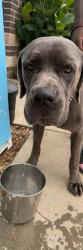 Shelter Stray Male Dog last seen Near Peachtree Ind Cir Chamblee, GA 30341, 30341, GA, 3280 Chamblee Dunwoody Rd, Chamblee, GA 30341, USA
