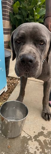 Shelter Stray Male Dog last seen Near Peachtree Ind Cir Chamblee, GA 30341, 30341, GA, 3280 Chamblee Dunwoody Rd, Chamblee, GA 30341, USA