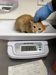 Shelter Stray Unknown Cat last seen Near International Ave, Oakland, CA, 1101 29th Ave, Oakland, CA 94601, USA