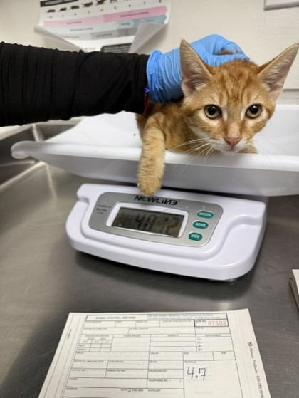 Shelter Stray Male Cat last seen Near International Ave, Oakland, CA, 1101 29th Ave, Oakland, CA 94601, USA