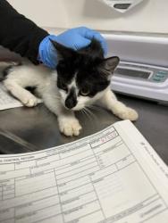 Shelter Stray Female Cat last seen Near International Ave, Oakland, CA, 1101 29th Ave, Oakland, CA 94601, USA