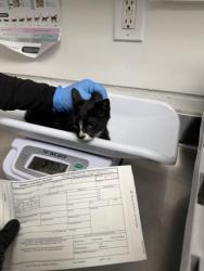 Shelter Stray Unknown Cat last seen Near International Ave, Oakland, CA, 1101 29th Ave, Oakland, CA 94601, USA