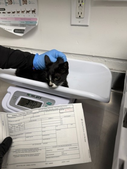 Shelter Stray Unknown Cat last seen Near International Ave, Oakland, CA, 1101 29th Ave, Oakland, CA 94601, USA