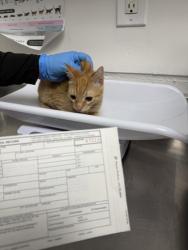 Shelter Stray Female Cat last seen Near International Ave, Oakland, CA, 1101 29th Ave, Oakland, CA 94601, USA