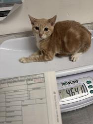 Shelter Stray Male Cat last seen Near International Ave, Oakland, CA, 1101 29th Ave, Oakland, CA 94601, USA