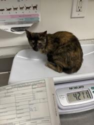 Shelter Stray Female Cat last seen Near International Ave, Oakland, CA, 1101 29th Ave, Oakland, CA 94601, USA
