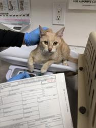 Shelter Stray Female Cat last seen Near International Ave, Oakland, CA, 1101 29th Ave, Oakland, CA 94601, USA