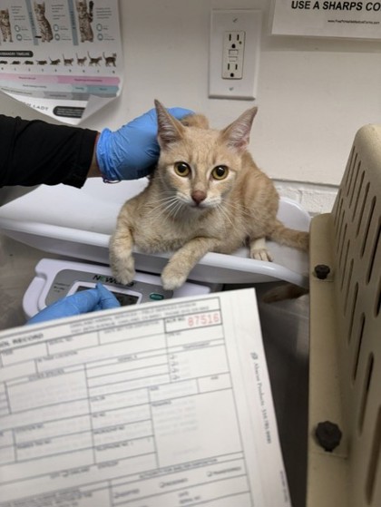 Shelter Stray Female Cat last seen Near International Ave, Oakland, CA, 1101 29th Ave, Oakland, CA 94601, USA