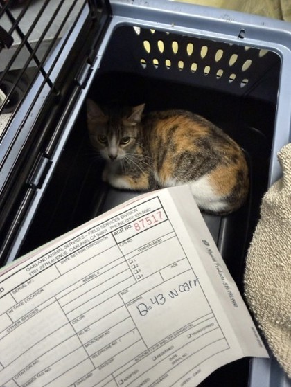 Shelter Stray Female Cat last seen Near International Ave, Oakland, CA, 1101 29th Ave, Oakland, CA 94601, USA