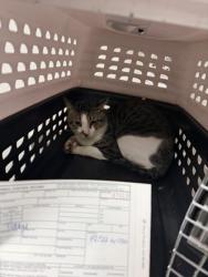 Shelter Stray Male Cat last seen Near International Ave, Oakland, CA, 1101 29th Ave, Oakland, CA 94601, USA