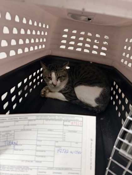 Shelter Stray Male Cat last seen Near International Ave, Oakland, CA, 1101 29th Ave, Oakland, CA 94601, USA