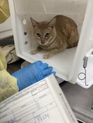 Shelter Stray Male Cat last seen Near International Ave, Oakland, CA, 1101 29th Ave, Oakland, CA 94601, USA