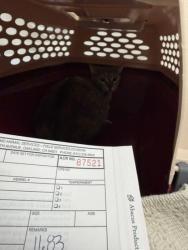 Shelter Stray Male Cat last seen Near International Ave, Oakland, CA, 1101 29th Ave, Oakland, CA 94601, USA
