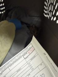 Shelter Stray Male Cat last seen Near International Ave, Oakland, CA, 1101 29th Ave, Oakland, CA 94601, USA