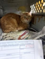 Shelter Stray Male Cat last seen Near International Ave, Oakland, CA, 1101 29th Ave, Oakland, CA 94601, USA