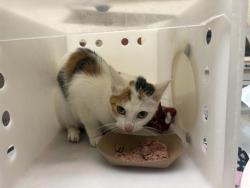 Shelter Stray Female Cat last seen Near BLOCK S 19TH ST, 3839 W Burnham St, West Milwaukee, WI 53215, USA