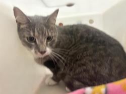 Shelter Stray Male Cat last seen Near BLOCK S 10TH ST, 3839 W Burnham St, West Milwaukee, WI 53215, USA