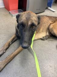 Shelter Stray Male Dog last seen N Russel Ave & W Althea Ave, Firebaugh Zone Fresno CO 1A 93622, CA, 1510 W Dan Ronquillo Dr, Fresno, CA 93706, USA
